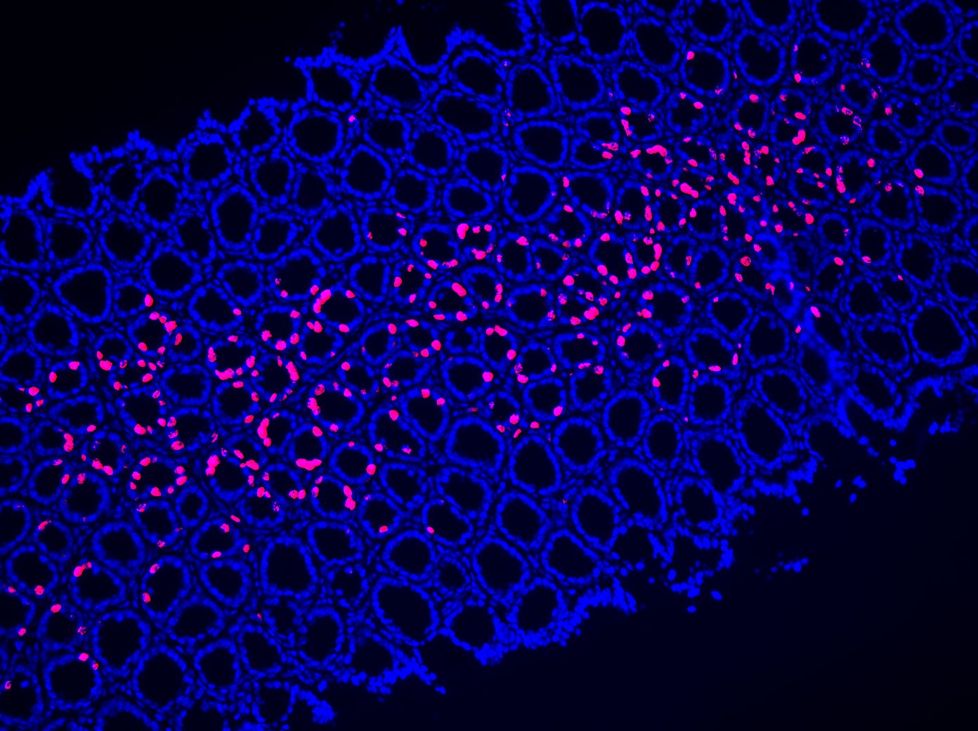 Molecular & Cellular Assays – CaresBio Laboratory